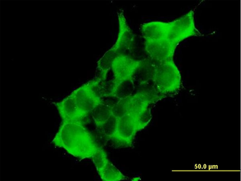 DTNA purified MaxPab mouse polyclonal antibody (B01P)