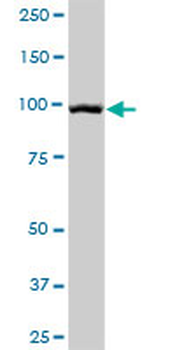 DSG1 purified MaxPab mouse polyclonal antibody (B01P)