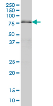 ARID3A monoclonal antibody (M01), clone 1A11