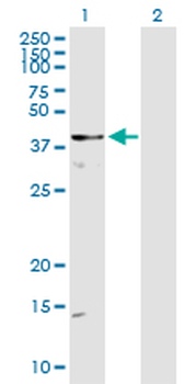 DOCK2 MaxPab rabbit polyclonal antibody (D01)