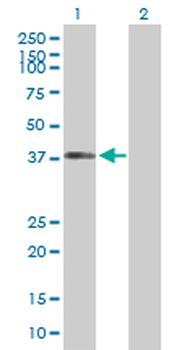 DYNC1H1 purified MaxPab rabbit polyclonal antibody (D01P)