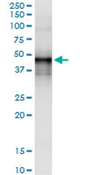 DNASE2 MaxPab rabbit polyclonal antibody (D01)