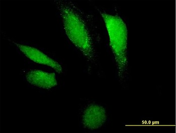 DNASE2 purified MaxPab mouse polyclonal antibody (B01P)