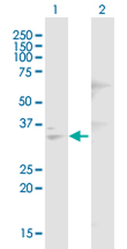 DNASE1 purified MaxPab mouse polyclonal antibody (B01P)