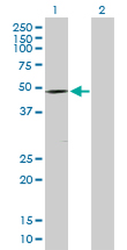 DMRT1 purified MaxPab rabbit polyclonal antibody (D01P)