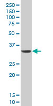DLX5 monoclonal antibody (M12), clone 3B11
