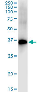 DLX4 MaxPab rabbit polyclonal antibody (D01)