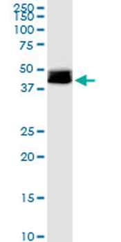 DLST purified MaxPab mouse polyclonal antibody (B01P)