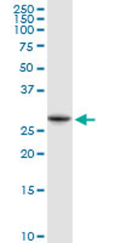 NQO1 purified MaxPab rabbit polyclonal antibody (D01P)