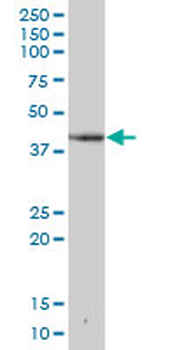 DHPS purified MaxPab mouse polyclonal antibody (B02P)