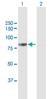 DDX3X purified MaxPab mouse polyclonal antibody (B01P)
