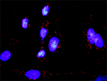 GADD45A monoclonal antibody (M01), clone 3D12