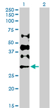 DCK purified MaxPab rabbit polyclonal antibody (D01P)