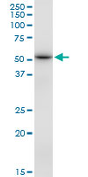 DBT purified MaxPab mouse polyclonal antibody (B01P)