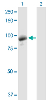 DGKG purified MaxPab rabbit polyclonal antibody (D01P)