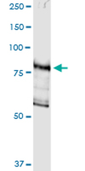 DGKG MaxPab rabbit polyclonal antibody (D01)