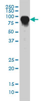 DAF monoclonal antibody (M01), clone 1G3