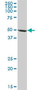 CYP3A5 purified MaxPab mouse polyclonal antibody (B01P)