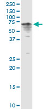 CYP3A4 MaxPab rabbit polyclonal antibody (D01)