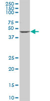 CYP2D6 purified MaxPab mouse polyclonal antibody (B01P)