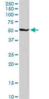CYP2C8 purified MaxPab rabbit polyclonal antibody (D01P)