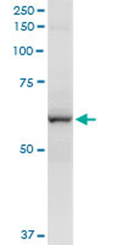 CYP2A13 MaxPab rabbit polyclonal antibody (D01)