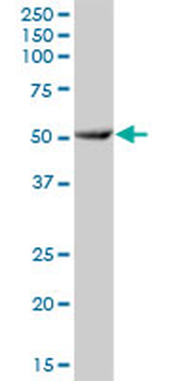 CYP3A7 purified MaxPab mouse polyclonal antibody (B01P)