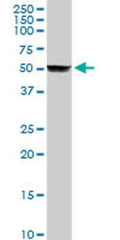 CYP2A6 purified MaxPab rabbit polyclonal antibody (D01P)