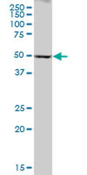CYP2A6 purified MaxPab mouse polyclonal antibody (B01P)