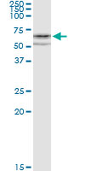 CYP1A1 MaxPab rabbit polyclonal antibody (D01)