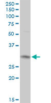 CYC1 purified MaxPab rabbit polyclonal antibody (D01P)