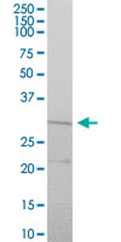 CYC1 purified MaxPab mouse polyclonal antibody (B01P)