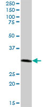 CTSZ purified MaxPab mouse polyclonal antibody (B02P)