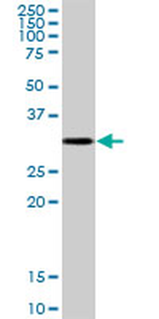 CTSZ purified MaxPab mouse polyclonal antibody (B01P)
