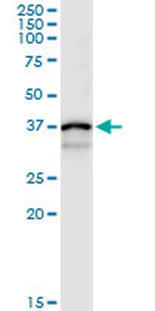 CTSS MaxPab rabbit polyclonal antibody (D01)