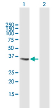 CTSS purified MaxPab mouse polyclonal antibody (B02P)