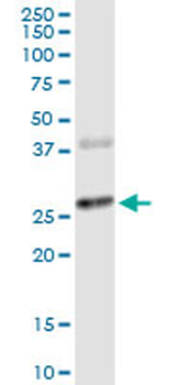 CTLA4 monoclonal antibody (M06), clone 2F1