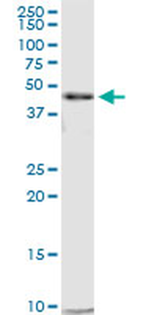 CTBP2 purified MaxPab mouse polyclonal antibody (B01P)