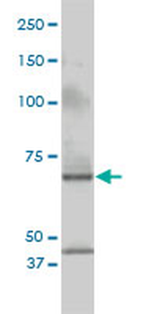 CSTF2 monoclonal antibody (M01), clone 3D1-3A6