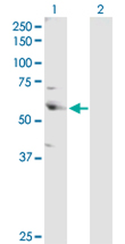 CSTF2 purified MaxPab rabbit polyclonal antibody (D01P)