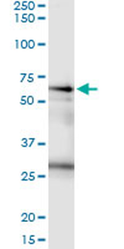 CSTF2 MaxPab rabbit polyclonal antibody (D01)