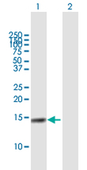 CST4 purified MaxPab mouse polyclonal antibody (B01P)