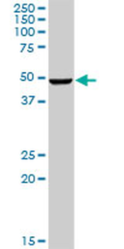 CSNK1G2 purified MaxPab rabbit polyclonal antibody (D01P)