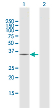 CRYZ purified MaxPab rabbit polyclonal antibody (D01P)