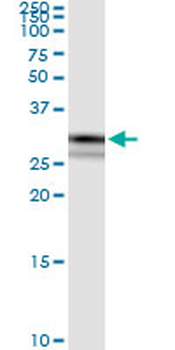 CRYZ MaxPab rabbit polyclonal antibody (D01)