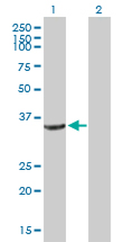 CRYZ purified MaxPab mouse polyclonal antibody (B01P)