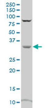 CRYZ polyclonal antibody (A01)