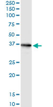 CRYM MaxPab rabbit polyclonal antibody (D01)