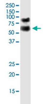 CRY1 monoclonal antibody (M01J), clone 4H4-1C4