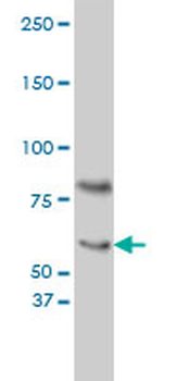 CRY1 monoclonal antibody (M01), clone 4H4-1C4